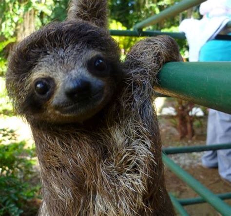 8 Cute Sloths That Will Brighten Your Day All Things Sloth