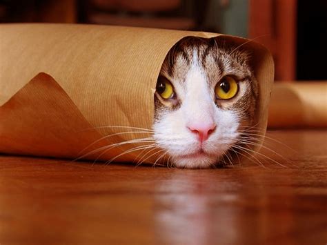 We have an extensive collection of amazing background images carefully chosen by our community. Funny Cat Wallpapers, Pictures, Images