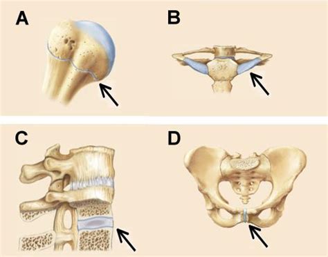 The structure of bone tissue suits the function. Chapter 7 Flashcards | Easy Notecards