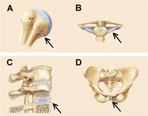 Most of the lamellae of compact bone are organized into sets of concentric rings with each set surrounding a central, or haversian, canal. Chapter 7 Flashcards | Easy Notecards