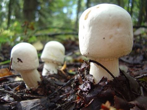 Alaskan Mushrooms