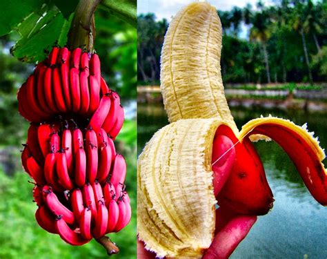 Banana Vermelha Por Dentro