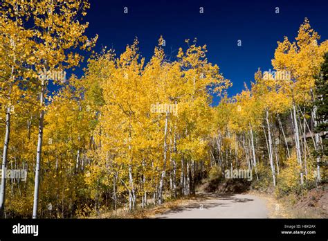 Tabernash Colorado Fall Colors Along A Dirt Road In The Rocky