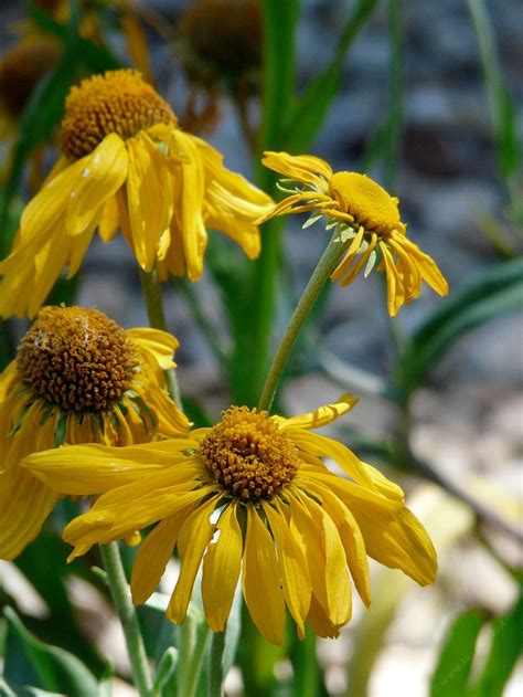 From wikipedia, the free encyclopedia. Helenium hoopesii, Owlsclaws