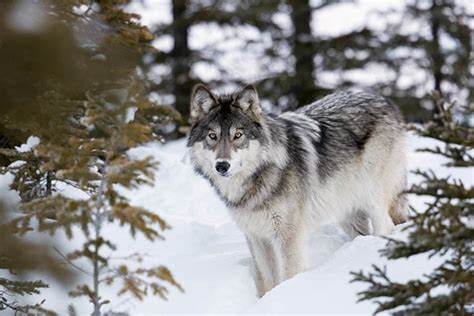 Took my first breath, where the muddy brazos / spills into the gulf of mexico / where the skyline's colored by chemical plants / t'put bread on the table of the. The War on Wolves in Canada's Pacific Northwest - VICE