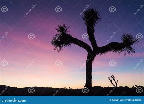 Joshua Tree Sunset Silhouette Stock Image Image Of Mojave Background