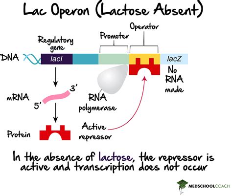 Operons And Prokaryotic Gene Expression Part 1 Mcat Biology