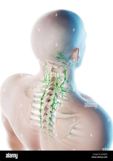 Neck Lymph Nodes High Resolution Stock Photography And Images Alamy