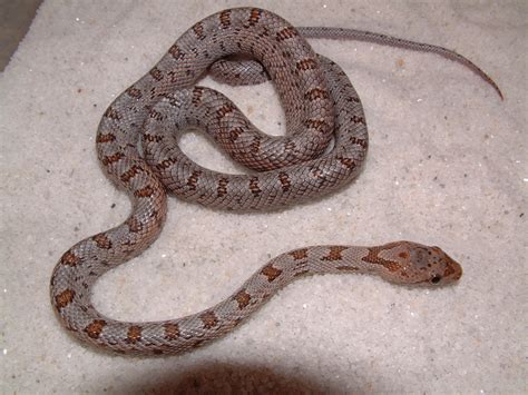 Pictures Of Rat Snakes
