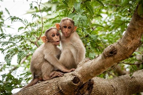 Two Young Monkeys Stock Photo By ©cornfield 86908114