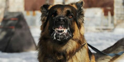 First fever, cough, and sore throat appear. Rabies