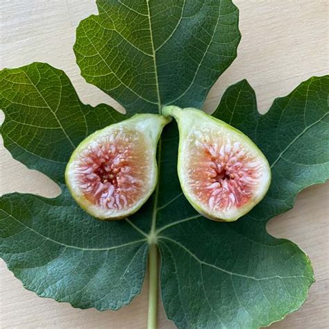 Jack Lily Fig Available At One Green World Nursery