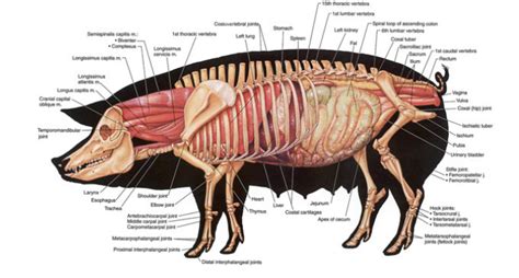 #cute4kind #cowcat #cowsnake #cats thecowcat.org. Mini Pig Health: The Basics - Mini Pig Info