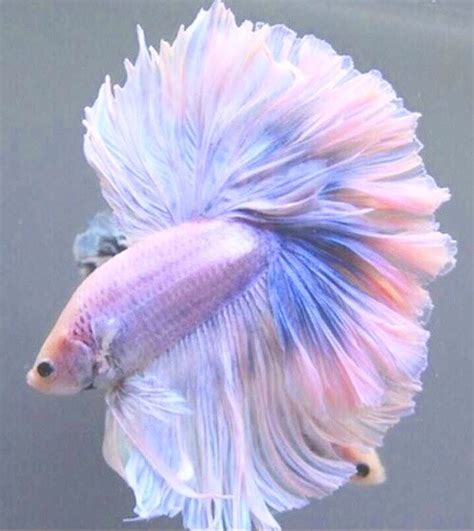 Check spelling or type a new query. pastel betta | Tumblr