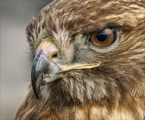 Red Tailed Hawk Pentax User Photo Gallery