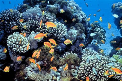 The Stochastic Scientist Good Newsbad News About Coral Reefs