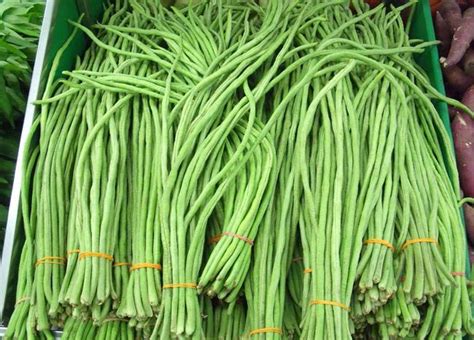 Mereka akan bingung bagaimana menjualnya kepada pelanggannya. Cara Menanam Kacang Panjang Agar Menghasilkan Buah Yang ...