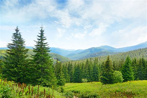 Beautiful Pine Trees On Background High Mountains Stock Photo