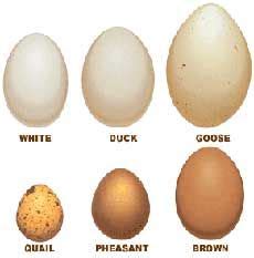 The barnevelder bantam is the miniature version of the original, larger dutch barnevelder. Pin by Anjela on Chicken or the Egg | Types of eggs, How ...