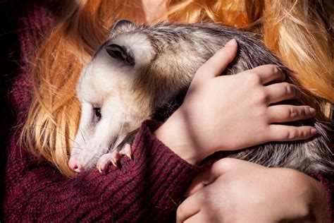 Opossum As A Pet Is It Too Exotic Pet Comments