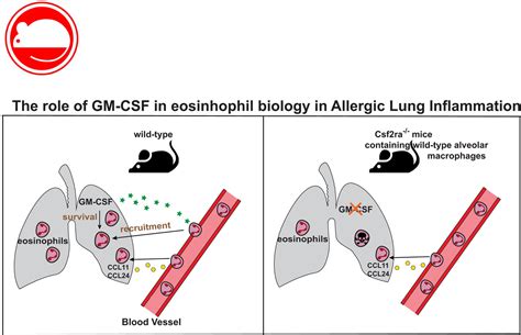 Gm Csf Intrinsically Controls Eosinophil Accumulation In The Setting Of