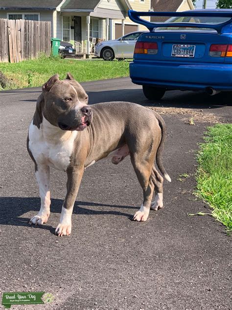 Stud Dog - Stud American Bully XL - Breed Your Dog