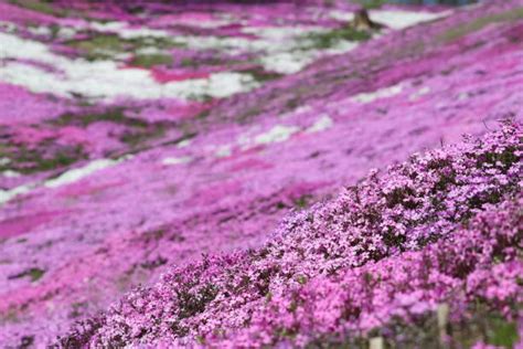 260 Hokkaido Pink Moss Stock Photos Pictures And Royalty Free Images