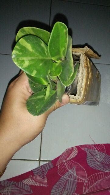 Paket 2 Tanaman Hias Peperomia Hijau dan Variegata ...