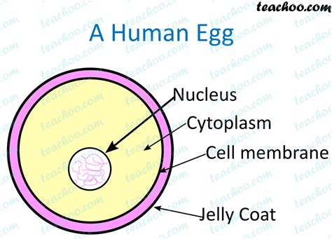 What Are Gametes Chapter 9 Class 8 Reproduction Notes By Teachoo