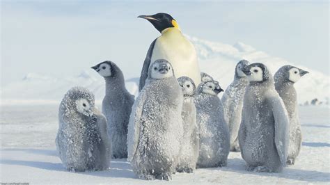 61 Emperor Penguin Wallpaper On Wallpapersafari