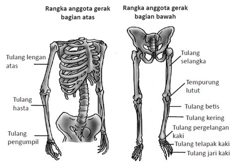 Tulang yang menonjol pada sisi pergelangan kaki. BIMBEL GATSU CIMAHI: RANGKA MANUSIA