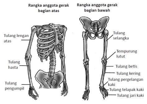 Kaki burung kacer pilih yang ukurannya besar dan cengkramannya kuat. BIMBEL GATSU CIMAHI: RANGKA MANUSIA