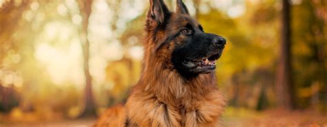 Astonishing Compilation Of Over 999 German Shepherd Dog Pictures In