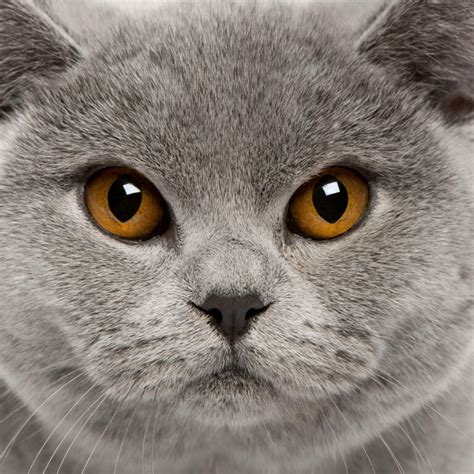 British Shorthair Self Cats