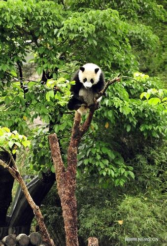 Giant Panda Cub Hangs On Tree Up Side Down At Taipei Zoo Global Times