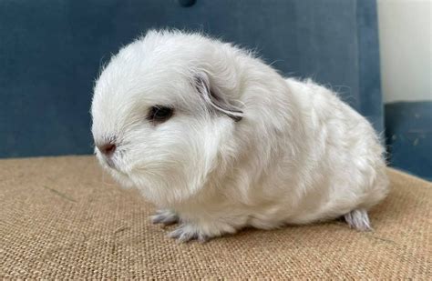 Pin on Guinea pigs | Guinea pigs, Animals, Pig