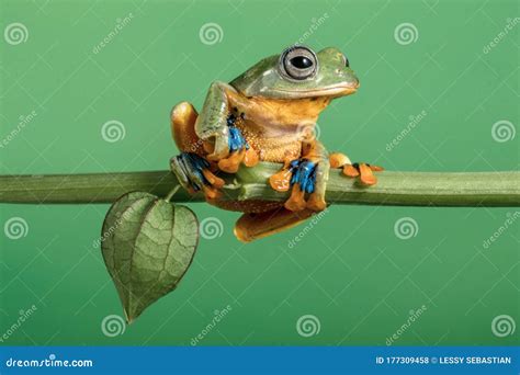Wallace Flying Frog Standing At The Branch With Golden Berry Fruit