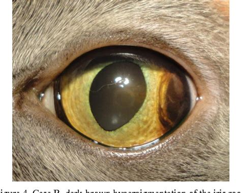 Iris Melanoma In Cats Prognosis Cat Meme Stock Pictures And Photos