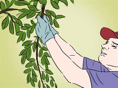 We did not find results for: How to Grow an Apple Tree from a Seed (with Pictures ...