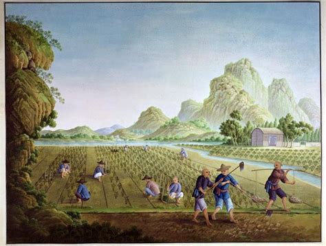 Some Peasants Planting Rice Ancient China 18th Century Paintings