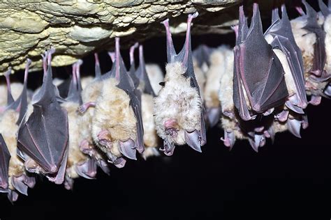 Everything You Need To Know About Bats Worldatlas