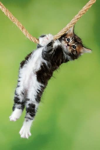 199,114 followers · fictional character. No Noose is Good Noose: Morning File, Saturday, May 14, 2016
