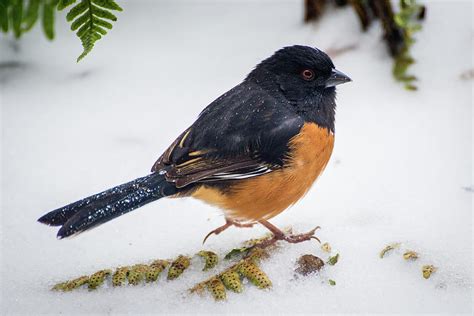 Eastern Towhee In Snow Photograph By Michelle Wittmer Grabowski Pixels