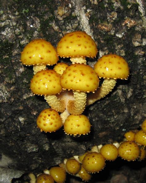FungiFanatics — Pholiota aurivella is a species of inedible fungus...