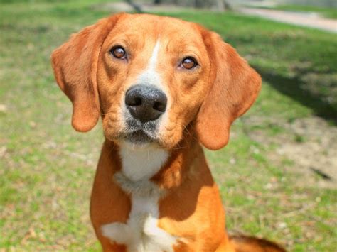 Harvey Hound Beagle Mix