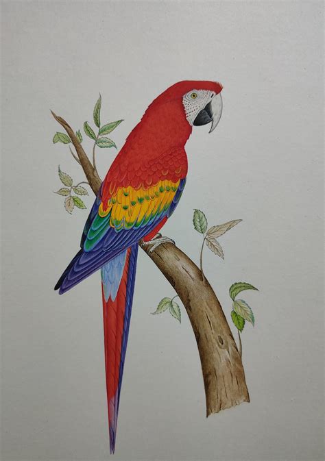 Parrot Watercolor Painting Macaw Painting Parrot Artwork Etsy Uk