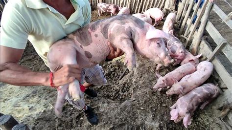 Preço dos Bacurinhos e Porcos na Feira de animais em Tabira PE dia 27