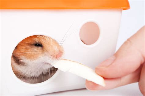 Leave A Comment Hamster Food List Feeding Your Hamster Hamsters