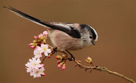 Long Tailed Tit By Clive Daelman Birdguides