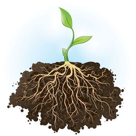 What Is A Root The Root Is The Part Of The Plant That Grows In The